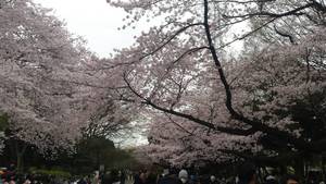 ★桜満開★４月は体験授業へ行こう！