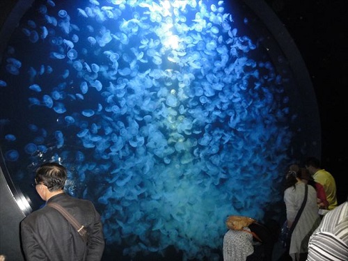 クラゲ水族館にて学ぶ(^-^)【魚沼学習センター】