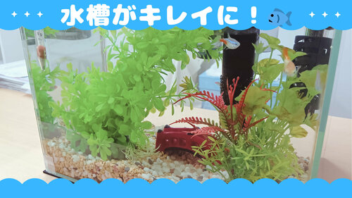 水槽水替え.jpg