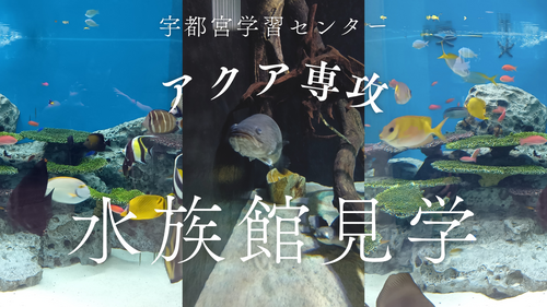 #きれいなお魚.png