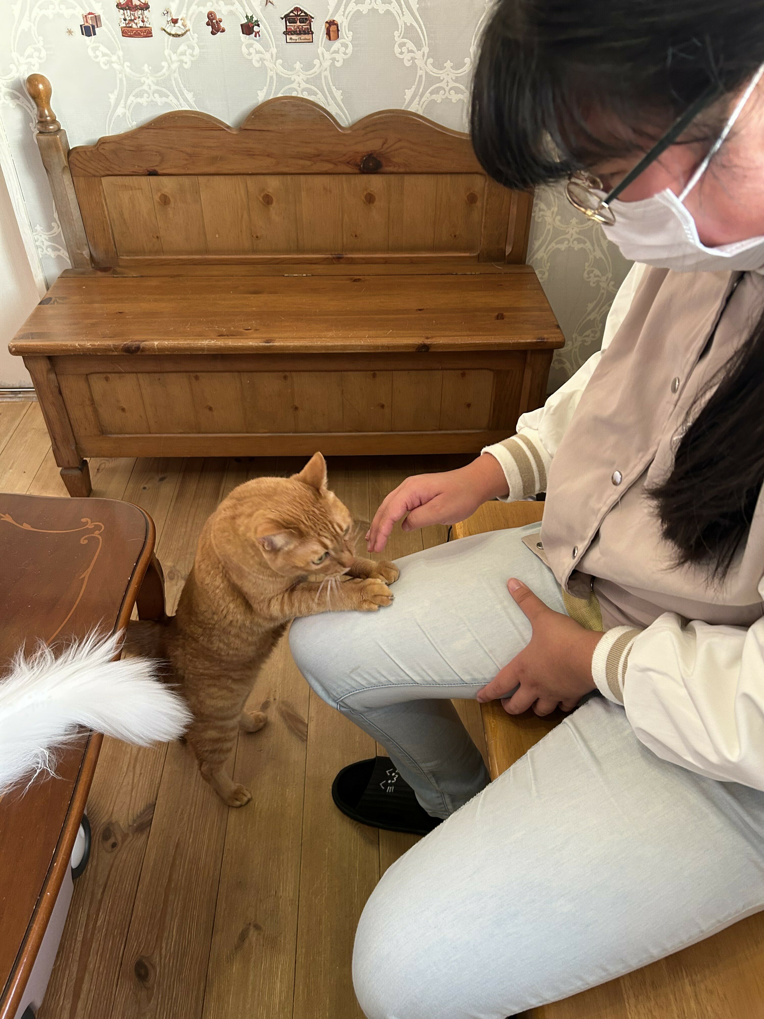 ねこカフェ12月⑤.jpeg