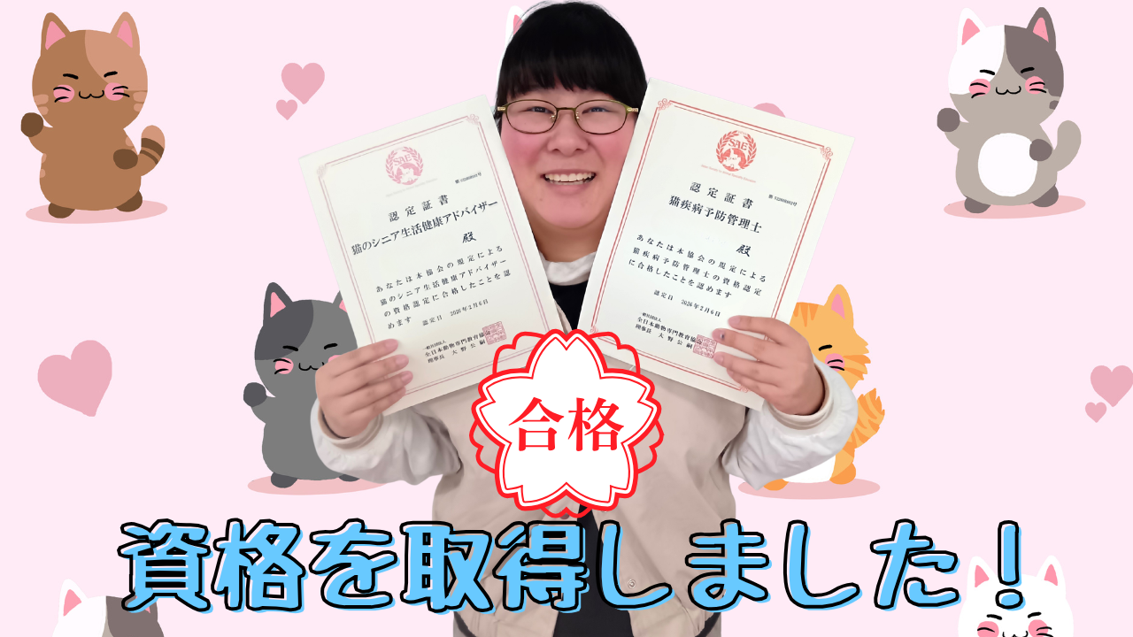 【宇都宮】ねこプロ専攻🐱★資格取得しました✨