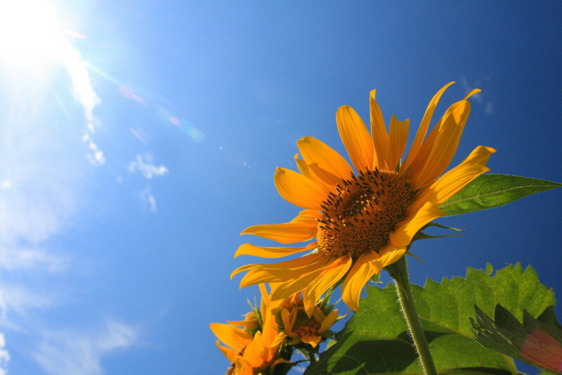 【宇都宮】夏休みのお知らせ