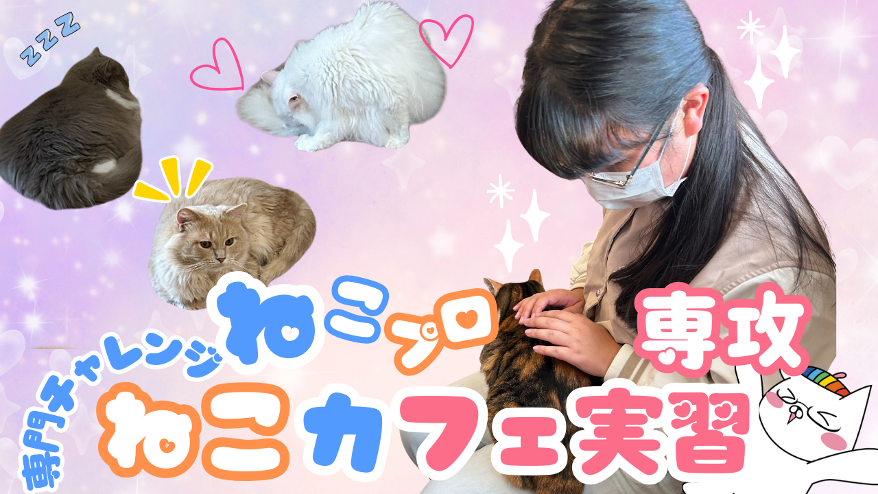ねこカフェ実習.png