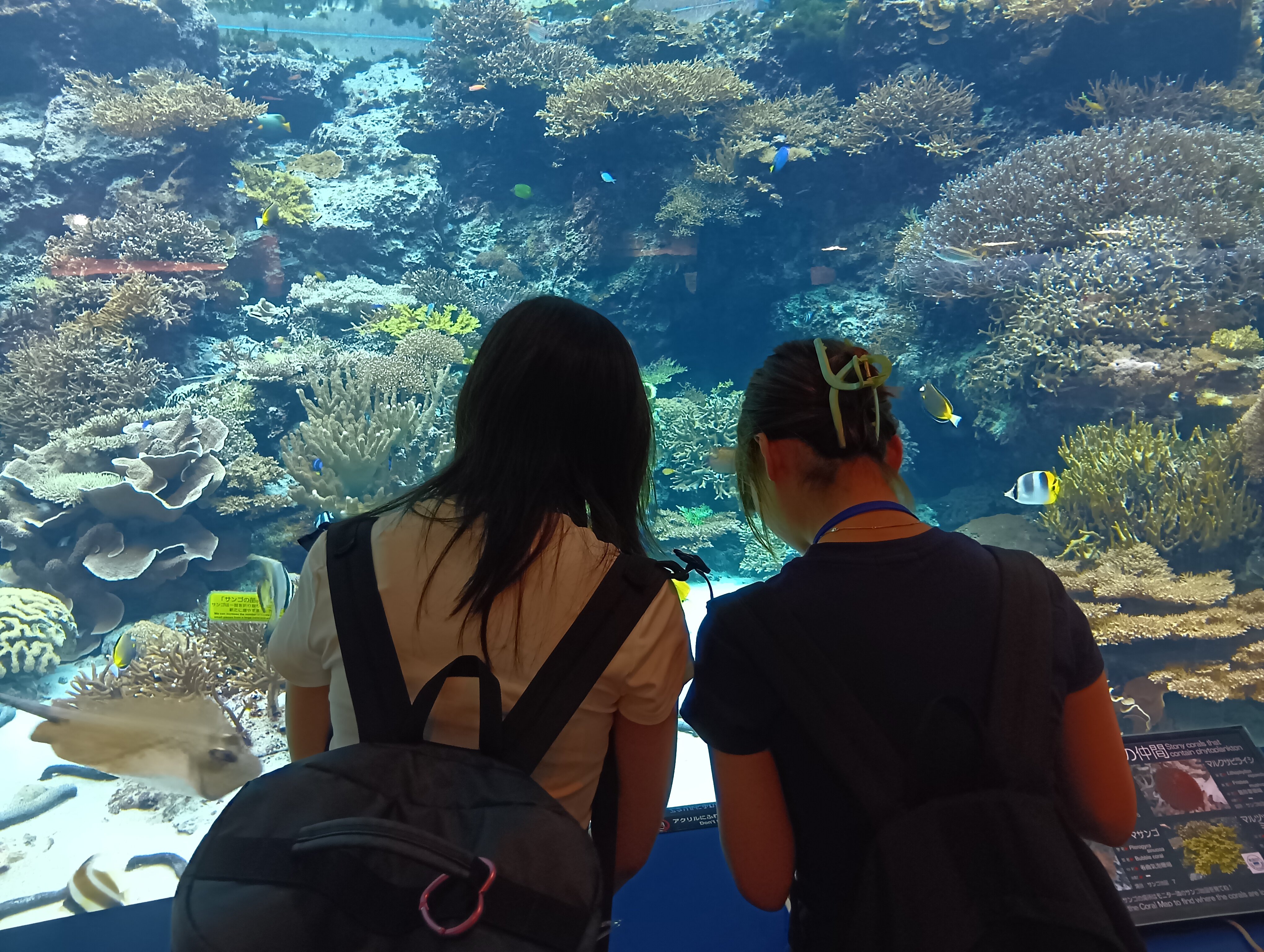 美ら海水族館.JPG