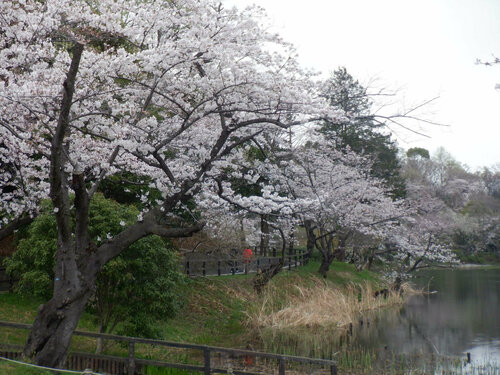 0411 桜.jpg