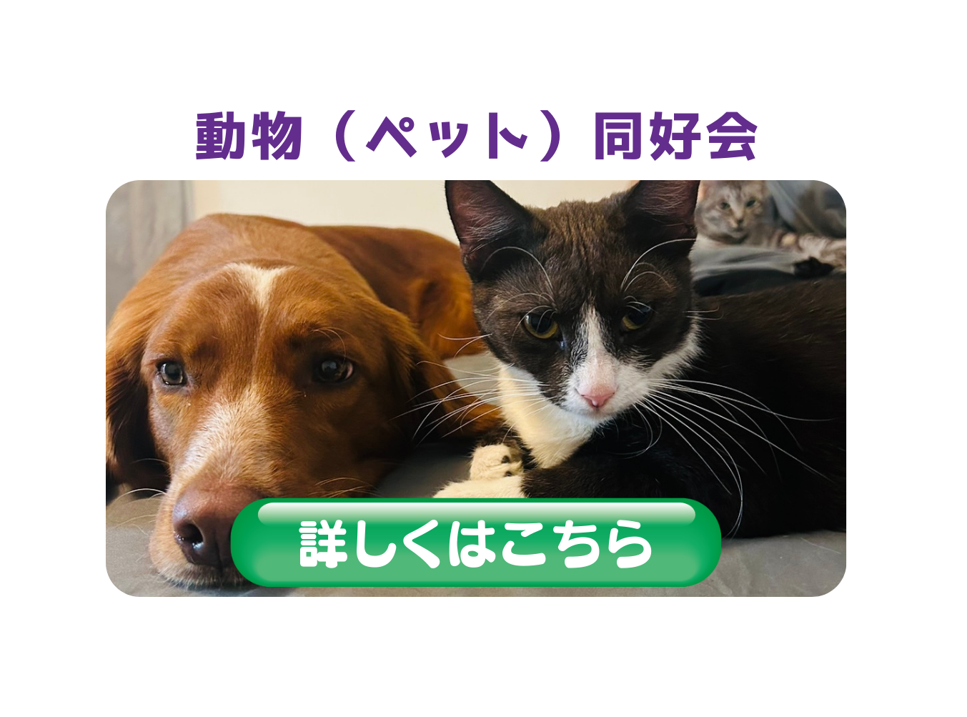動物(ペット)同好会